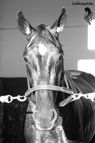 Graignes Hippodrome Petite Vincennes