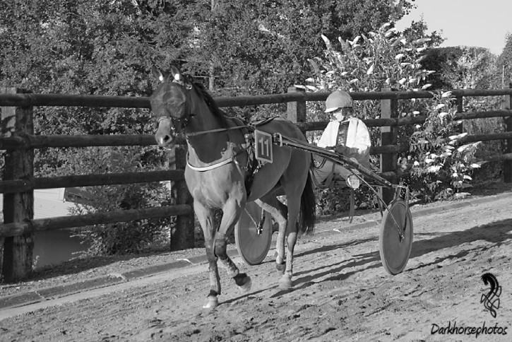 Graignes Hippodrome Petite Vincennes