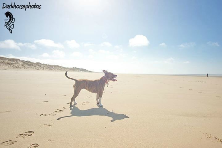 Staffy on Tour...  Beach Freedom : West Coast